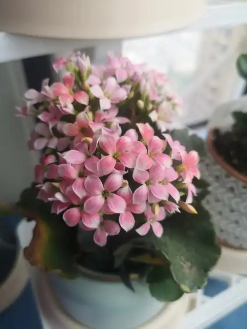 长寿花单瓣也好美