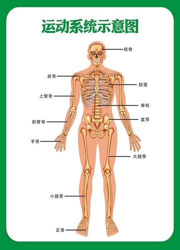m769运动系统示意人体解剖图贴纸挂图kt展板写真喷绘海报印制2998