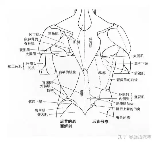 坚持学画人体结构之肌肉部分躯干肌