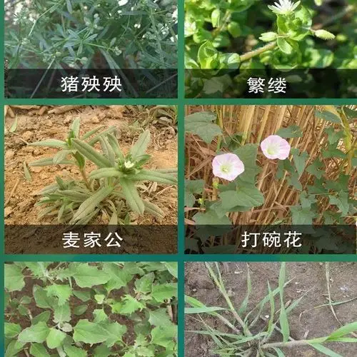 阔叶杂草