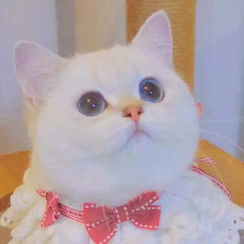 可爱猫猫头像表情包