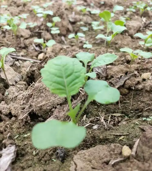 老师傅和小哥哥教你怎么种油菜第二期油菜苗期管理病虫害防治