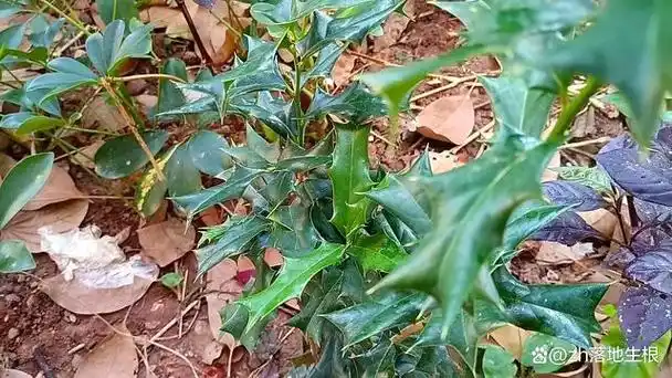 老鼠刺,那是一种有着独特名称和形态的植物,又叫猫儿刺,它的叶子呈现