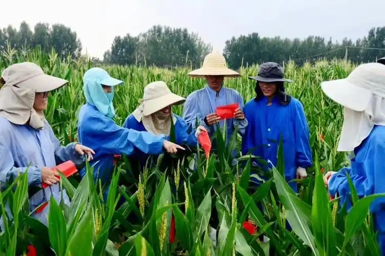 天泰种业公司员工玉米授粉进行中…… - 美篇