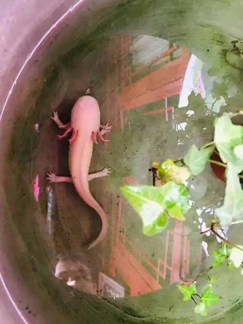 第一次见到六角恐龙鱼小朋友表示很惊奇