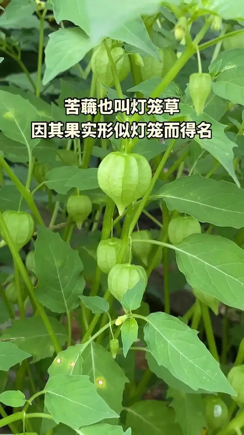 苦蘵也叫"灯笼草",你知道它的价值吗?苦蘵和"姑娘果"长得很 - 抖音