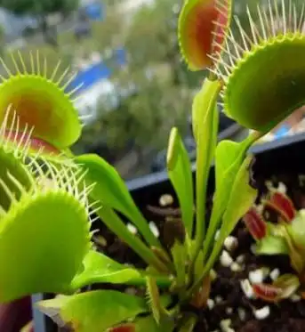 苍蝇草的功效与作用