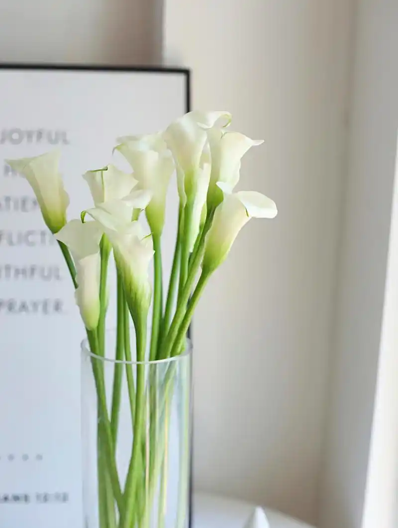 马蹄莲象征着什么(马蹄莲象征着什么品质的人)