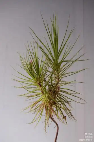 美杜莎捕虫树,原产南非.