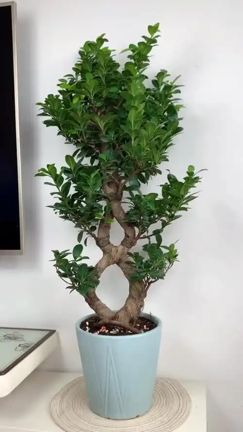 金钱榕寓意荣华富贵,财源滚滚,养一颗,一年连连好运盆栽花卉绿植