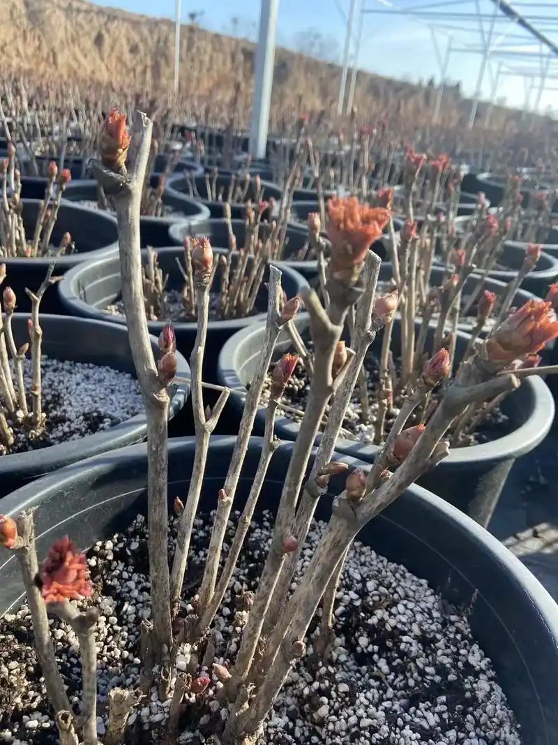 阳台小院均可种植 #阳台小院均可种植 #基地直发 牡丹发芽 - 抖音