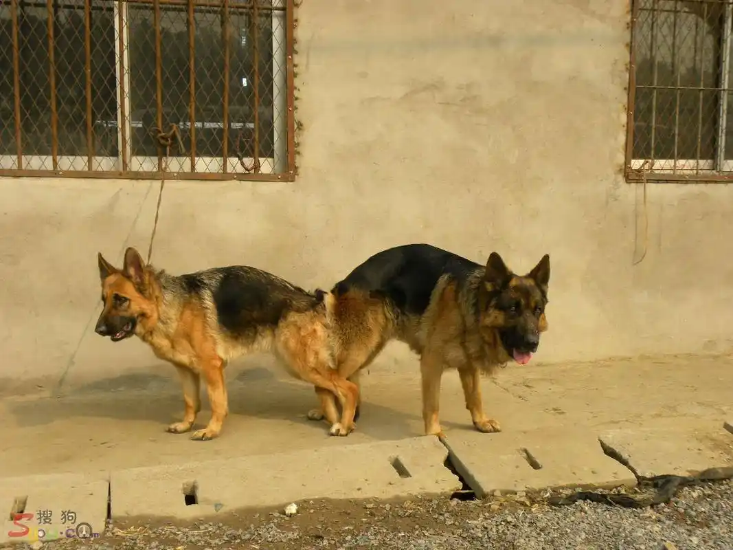 狗的生殖器上为什么会有骨头?