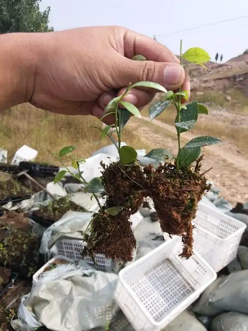 蓝宝石蓝莓苗哪里有卖的 蓝莓树苗多少钱一棵 哪里有占地蓝莓苗