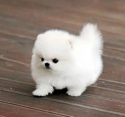 纯种博美幼犬活体茶杯犬养不大的俊介犬小狗动物宠物狗狗