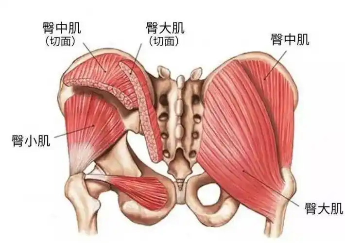 干货| 骶髂关节解剖知识汇总(内核心和外核心)_sij_运动_韧带