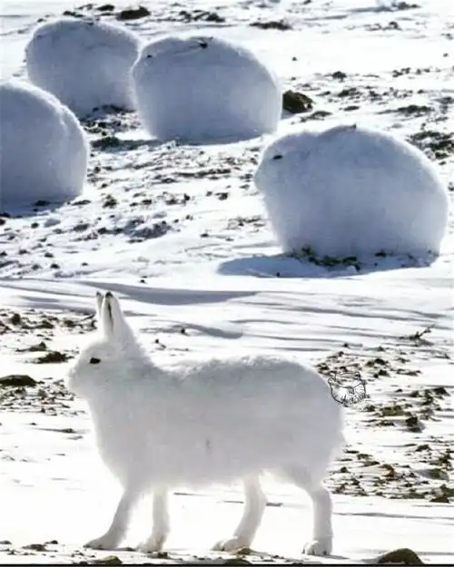 可爱的北极兔蹲坐如雪球站立则露出大长腿