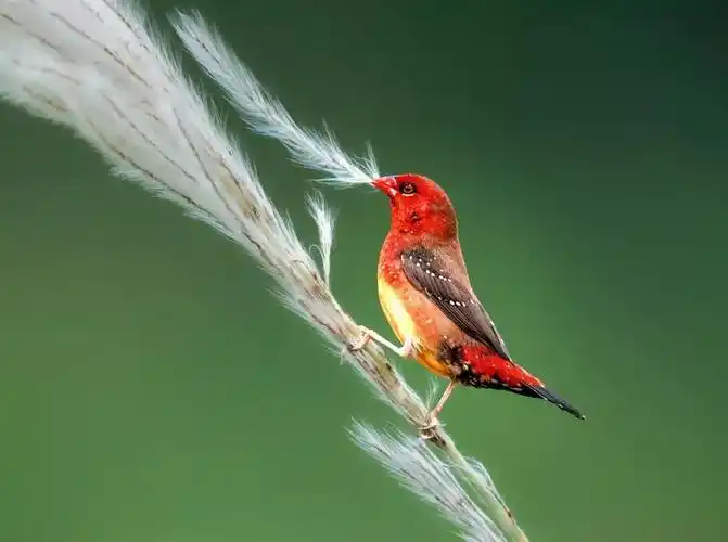 中国十大最漂亮的鸟出场就万众瞩目见过3种的人都是幸运儿