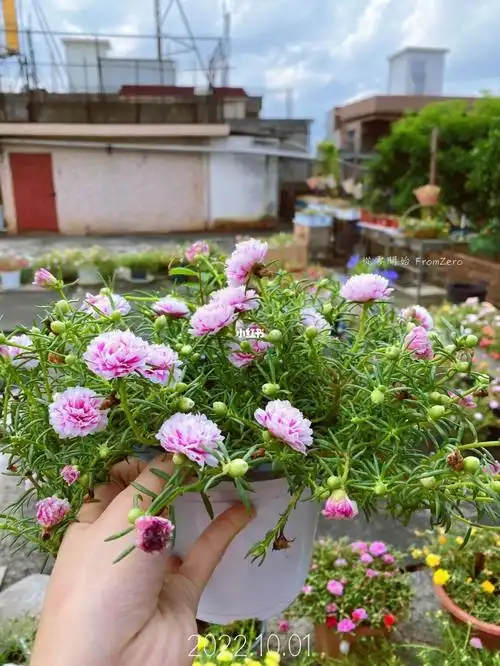 广东  #太阳花#重瓣太阳花   #籽播太阳花#阳台花园 #天台拍照#露台