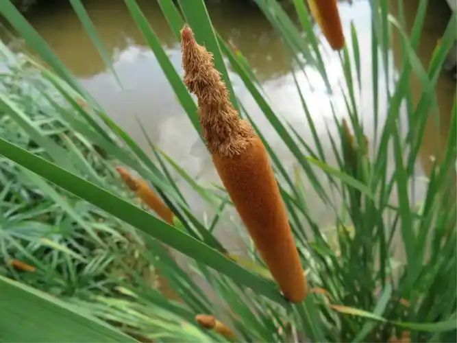 这是东方香蒲雄花和雌花是相连的