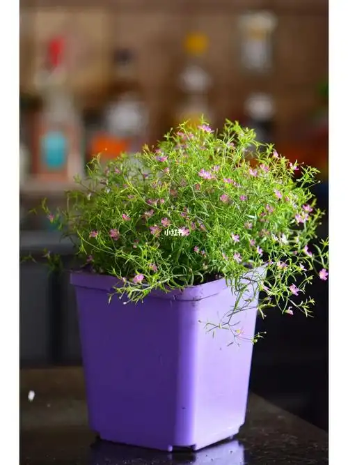 一粒种子长成的满天星