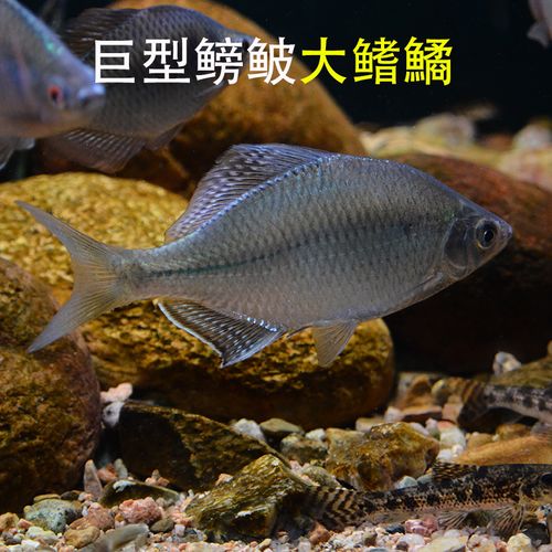 巨型鳑鲏大鳍鱊冷水鱼观赏鱼原生好养耐活溪流缸小型群游除丝藻