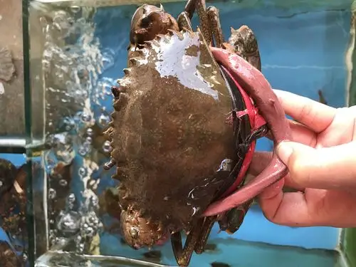 正宗三门青蟹大公蟹肉蟹 一只一斤 鲜活海鲜水产螃蟹包肥包活