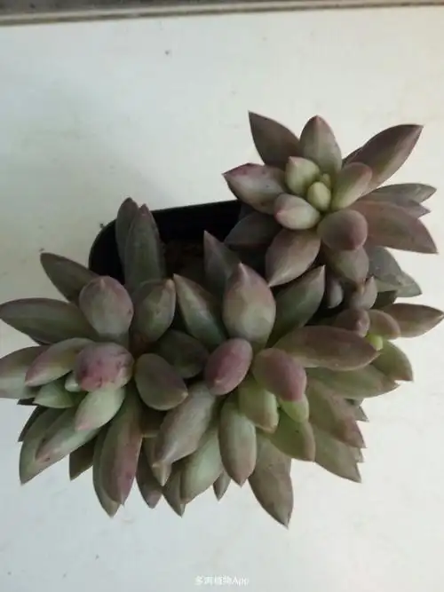 家有鲜肉                  红蜻蜓