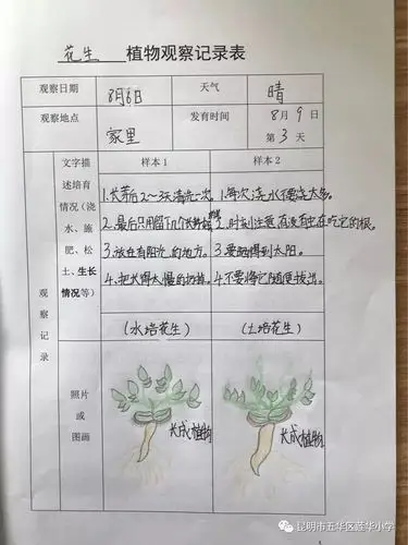 植物观察记录表,小朋友们填写的工整,美观.