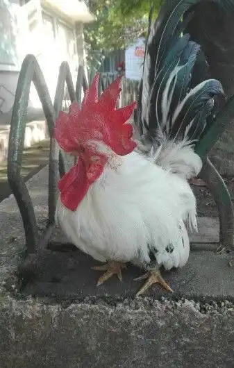 矮脚,泰国白桂鸡,观赏鸡出售