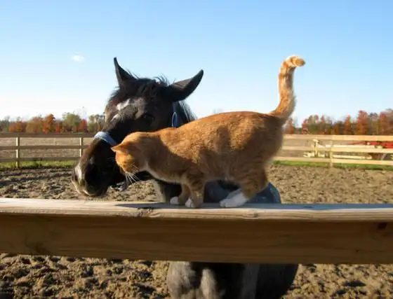 不可思议的友情!猫咪与马相约牧场碰头 脸蹭脸晒恩爱