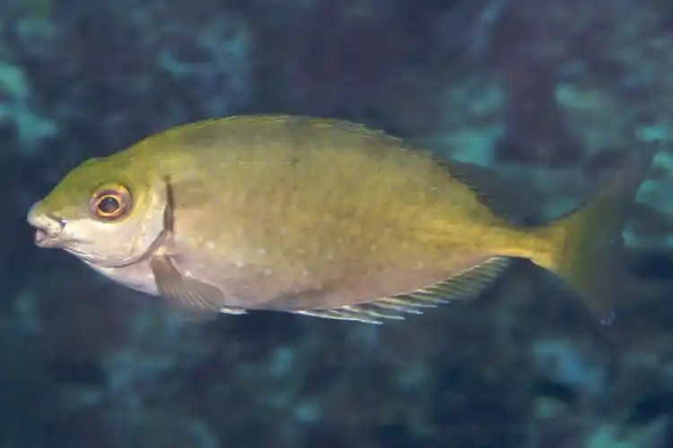 鱼体长,侧扁,椭圆形;吻突出,三角形,口下位,下颌短于上颌,眼大,眼间隔