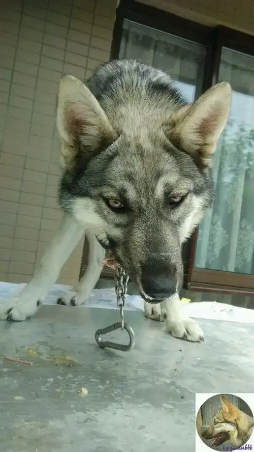 杂交狼狼混血串种狼