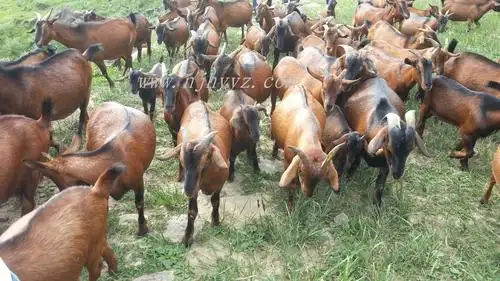 黄羊图片-四川南江纯种黄羊养殖基地--南江黄羊养殖技术网