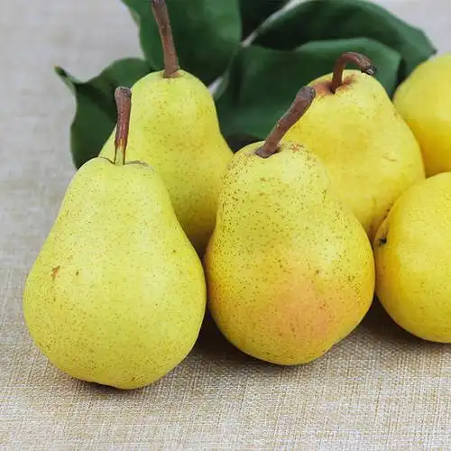 【烟台太婆梨】山东新鲜水果软梨当季水果5斤装 亚布力当季生鲜健康