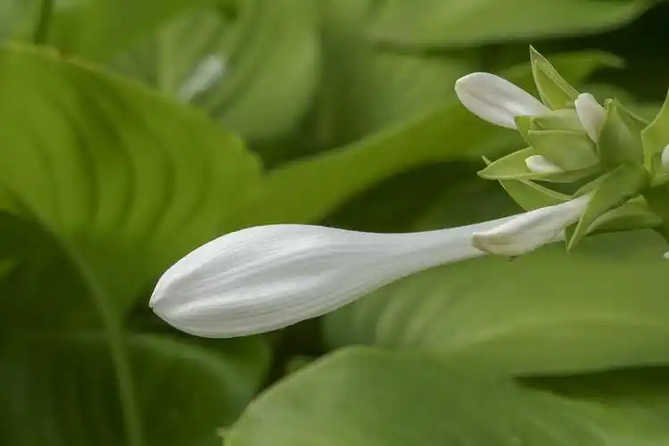 【首发】冰清玉洁白玉簪(3)