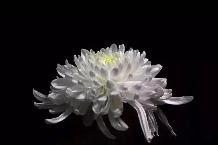 今天我们怀着万分悲痛的心情,沉痛悼念xx逝世,我们xx代表前来祭拜,以