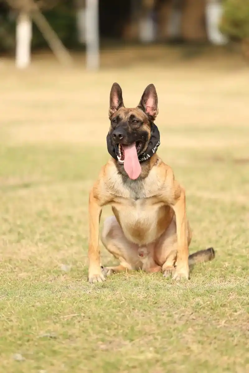 鲍徒,最新照片,#护卫犬 #纯种马犬 #工作犬训练 - 抖音