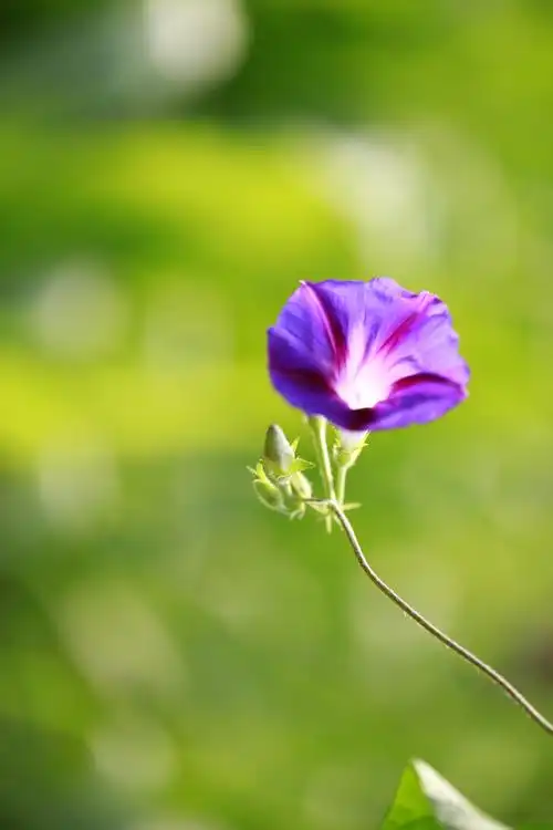 牵牛花  宋-陈宗远 绿蔓如藤不用栽,淡青花绕竹篱开.
