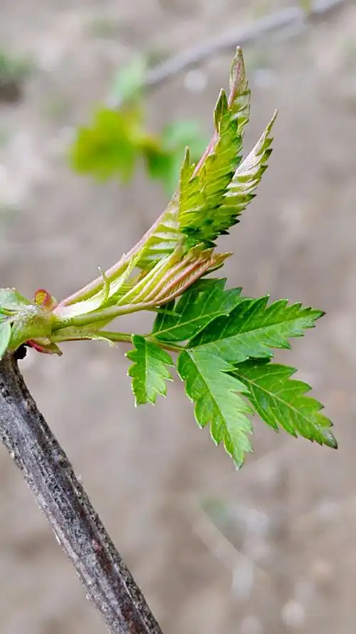 我爱春芽,我爱春绿,春天已来,所有的树木长出了嫩绿的叶子,远远望去