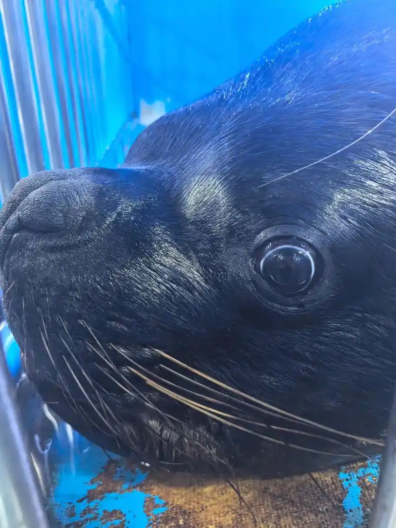 完成任务呀.#烟台海昌鲸鲨海洋公园