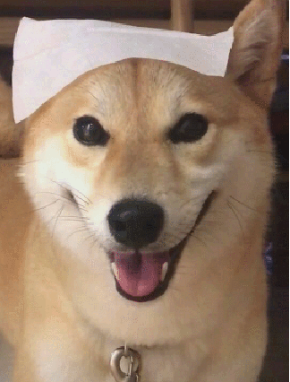 柴犬眨眼"放电",网友:竟然被狗撩了