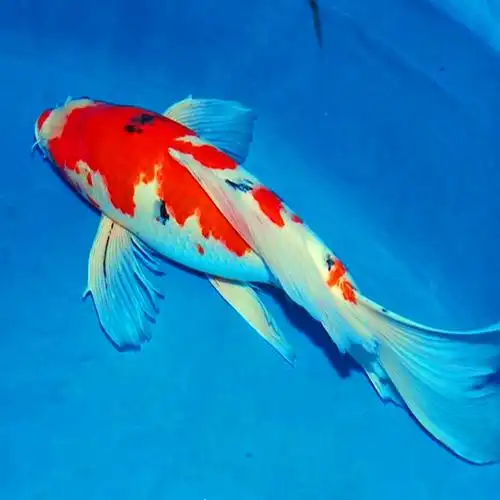 供应观赏鱼红白龙凤锦鲤三色长尾龙凤锦鲤鱼活体批发包邮