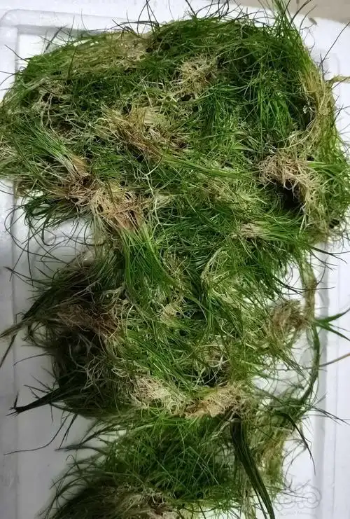 出大量的牛毛毡前景草