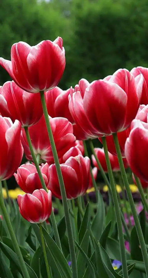 苹果6,iphone 6 plus ,高清壁纸,郁金香