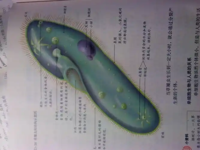 草履虫的食物进入口内,再进入什么后形成食物泡_百度知道