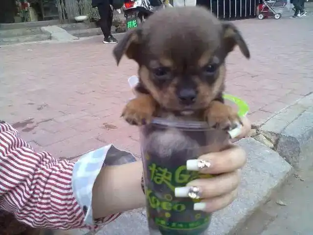 揭秘:茶杯犬背后的心酸,人们的宠爱是它们的噩梦!