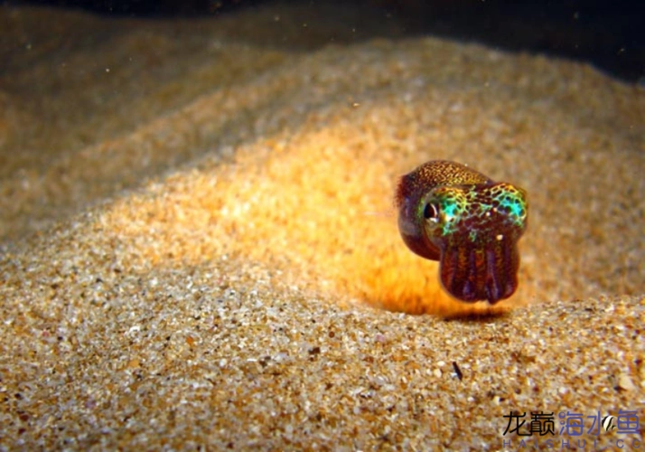 夏威夷短尾乌贼