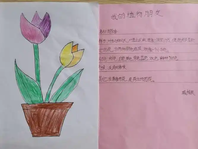 晒晒孩子们的植物记录卡. 写美篇