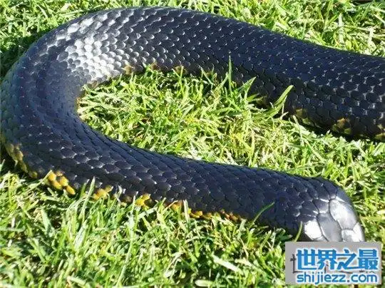 世界上最大的蛇纳布恐怖巨蛇长达30米