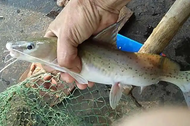 芝麻剑鱼(芝麻剑鱼养殖技术) 资讯 第3张